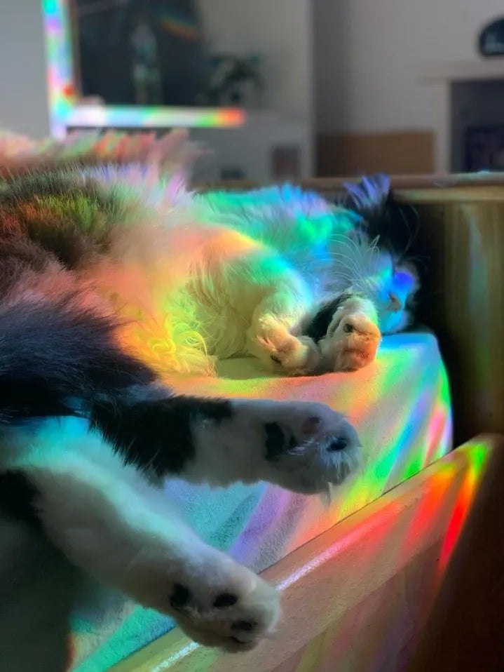 Rainbow Window Film: Transform Your View